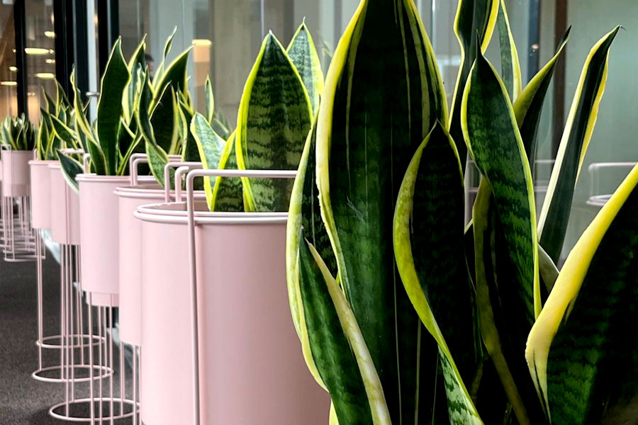 Primer plano de una fila de plantas sansevierias