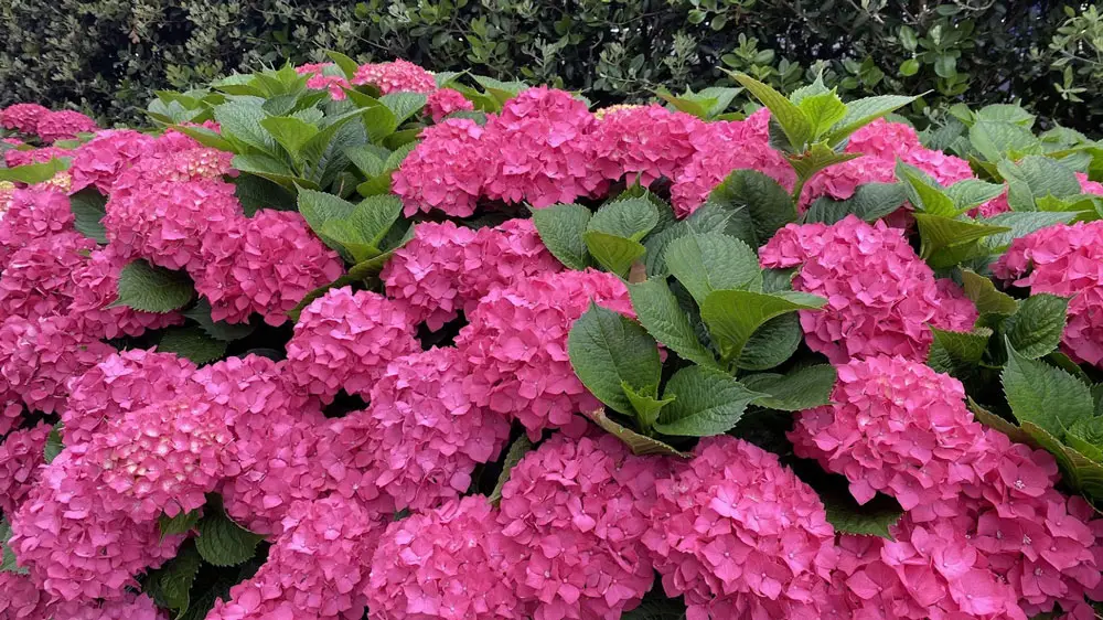Imagen de hortensias