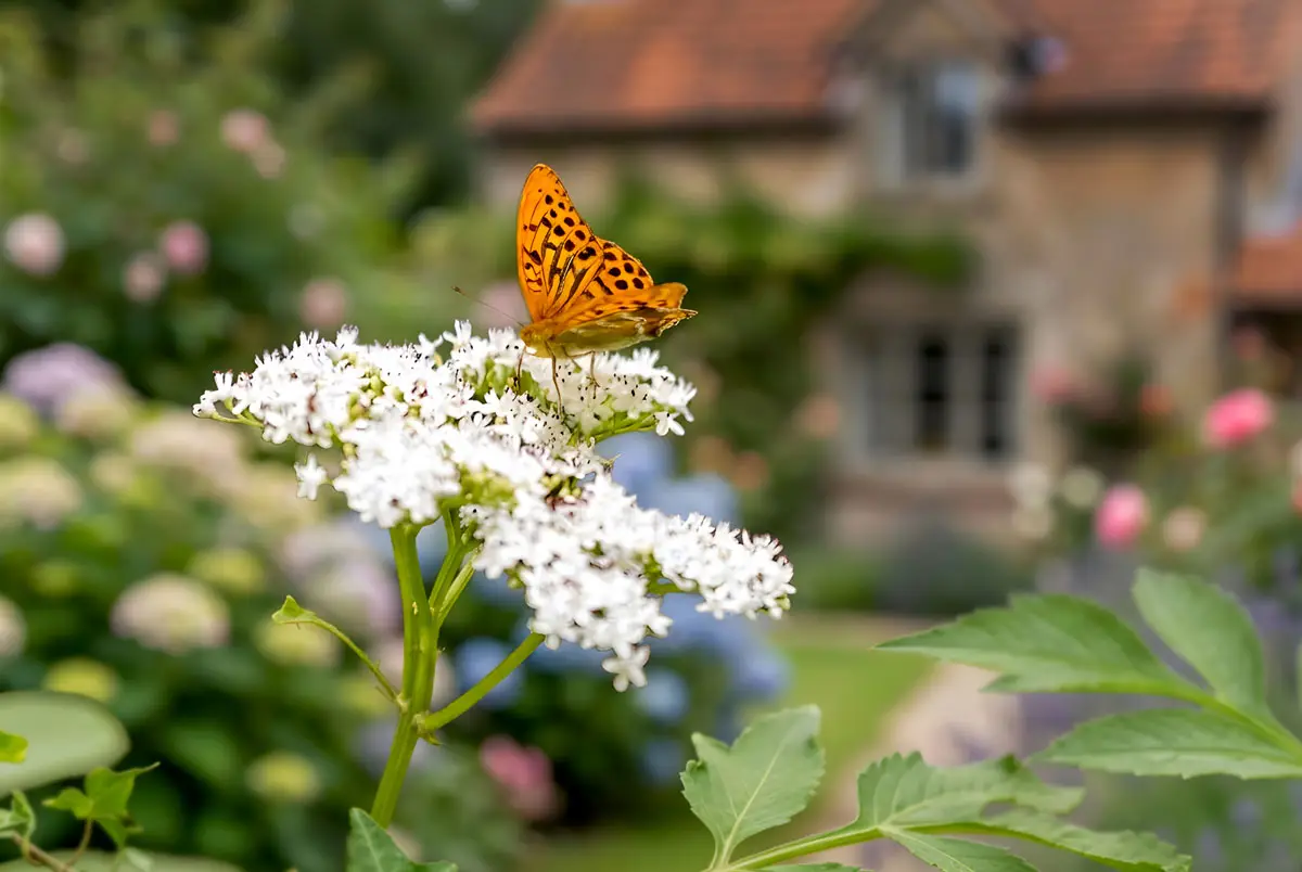 Primer plano de una mariposa sobre una flor