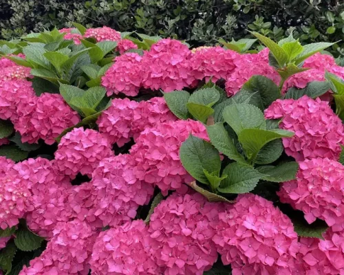 Imagen de hortensias