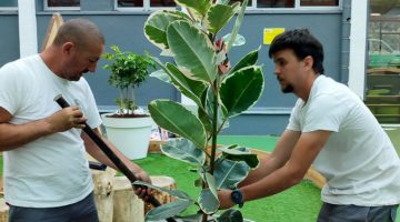Dos operarios plantando una planta en una maceta blanca