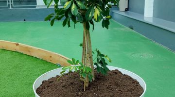 Imagen de planta en una maceta blanca