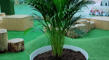 Imagen de planta en una maceta blanca