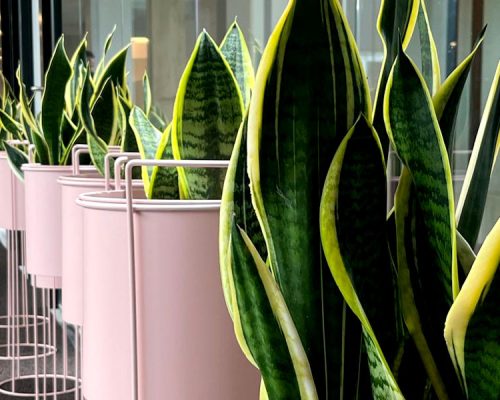 Primer plano de una fila de plantas sansevierias