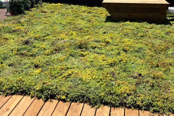 Imagen de una cubierta vegetal