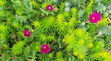 Imagen de Sedum