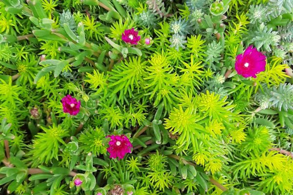 Imagen de Sedum